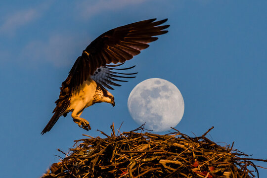 osprey eagle landing on its nest with the full moon on top of its nest, as if a huge egg