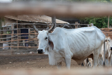 Thailand cattle