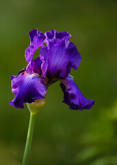 blue iris flower with green background