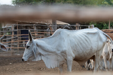 Thailand cattle