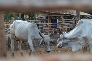 Thailand cattle