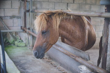 沖縄県宮古列島の宮古島の希少な日本在在来馬8馬種のひとつの宮古馬