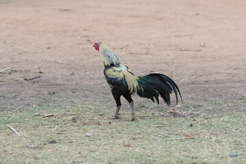 rooster in the grass