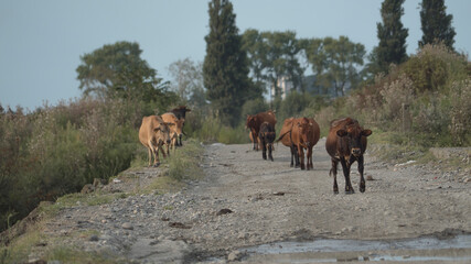 Georgian cows walk along the old bridge