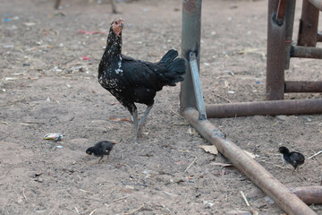 Rooster in Thailand