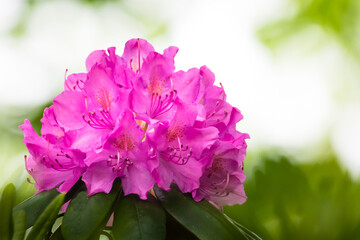 close up of rhododendron flowers. 