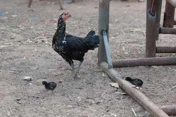 country in the farm, Thailand