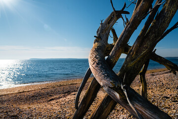driftwood on the beach