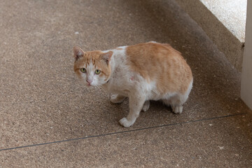 Cat in Thailand
