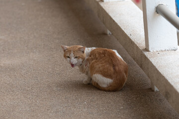 Cat in Thailand