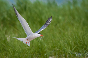 tern with a fish flying over   the grasses  searching for its baby to feed 