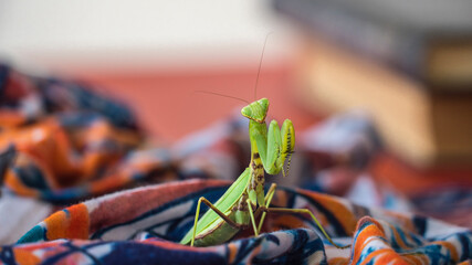 
large green mantis looking for food