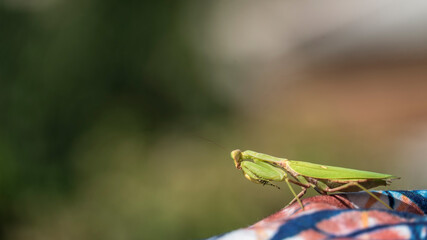 
large green mantis looking for food