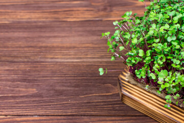 Microgreens of red cabbage grown in a container at home on a rag on a wooden table. The concept of proper vegan food.