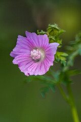 Obraz premium pink flower in the garden