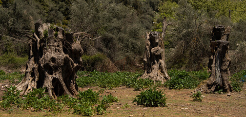 Dead olive trees