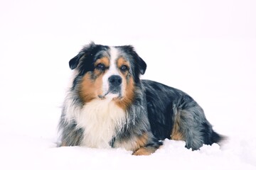 Australian Shepherds in winter in the snow
