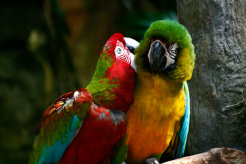 Macaws 04, Galveston, TX 2008