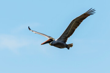 Brown pelican (Pelecanus occidentalis) sub carolinensis flying and diving at the coast of Costa Rica in Corcovado National Park