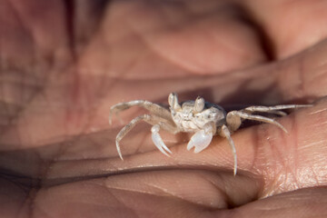 a white spider crab on a hand