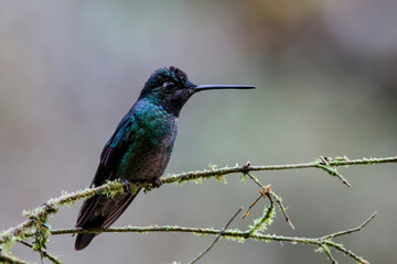Magnificent Hummingbird (Eugenes fulgens) sitting on a branch to get nectar in the rainforest in San Gerardo del dota, Savegre, Costa Rica