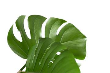 Green plant monstera on white background.