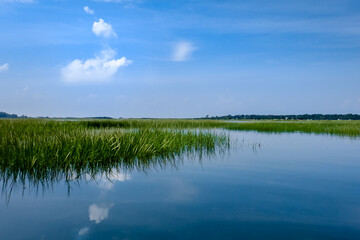 lake with green reeds and sky with white clouds