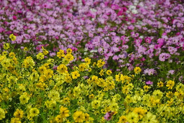 Obraz premium field of yellow flowers and pink flowers