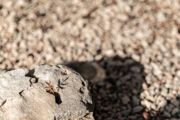 Trockenheit und vertrocknete Pflanze