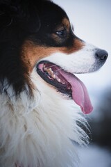 Australian Shepherds in winter in the snow
