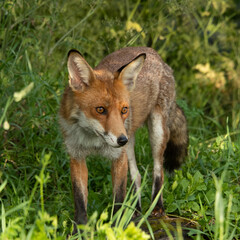 Red fox 