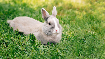 Little funny dwarf rabbit. Easter bunny on a green background. Copy space