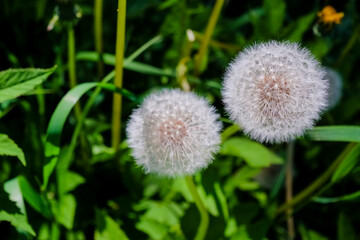 Meadow of white dandelions. Summer field. Dandelion field. spring background with white dandelions. Seeds. Fluffy dandelion flower against the background of the summer landscape. field with dandelion.
