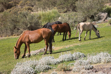 A group of horses eating in the mountains