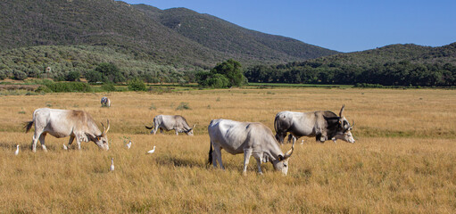 Tuscan summer landscape. Maremma cows grazing. Hilly landscape of the Maremma.