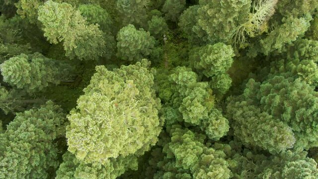 Plano cenital. Bosque templado. Pino, encino y oyamel