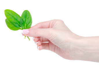 Young spinach leaves in hand on white background isolation