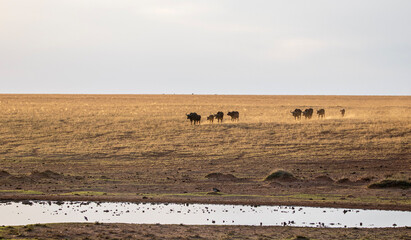 Obraz premium Herd of Cape buffalo at sunset in Mokala National Park, Kimberley South Africa