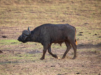 Cape buffalo bull at sunset in Mokala National Park, Kimberley South Africa