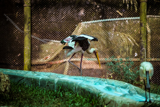 big painted stork bird running with open wings in large aviary with metal grid in zoo