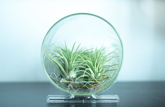  Tillandsia in Glas