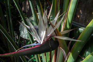 Giant white bird of paradise, Strelitzia nicolai