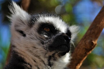 Lemur