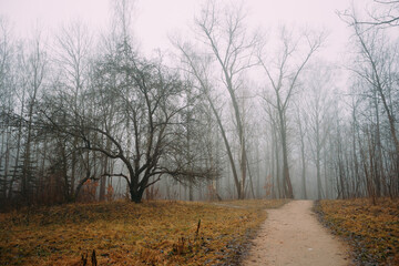 Autumn forest fog scenery pines abandoned in Belarus Minsk