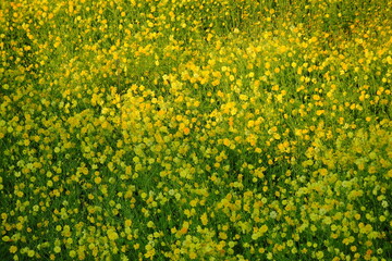 Full screen of yellow flower fields in winter. Small yellow flower. Morning flower. Field of flowers for a photographic scene.
