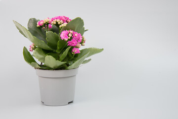 Flowering Kalanchoe plant in a pot on a uniform gray background. There is room for text. Background, texture or postcard