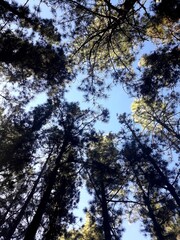 trees and sky