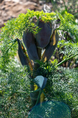 Ferula communis, the giant fennel, flowering plant background, texture.