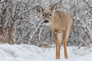 Curious young white tail deer after winter snow fall in city park