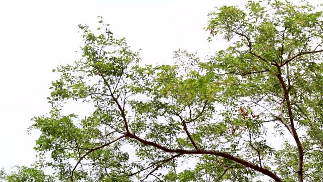 branches of a tree